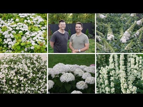 Video: Nagkruietuin – Groeiende Maantuinkruieplante