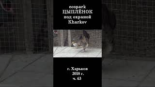 █ ЭкоПарк Харьков ч.63 / ЦЫПЛЁНОК под охраной / 2018 г.  #shorts