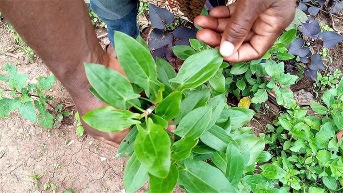 Porno: Bir to‘da ayollar navbatma-navbat yigitning og‘ziga siyadilar Jinsiy olatni kengaytiruvchi qoshimchani ornatish (videoni tomosha qiling)