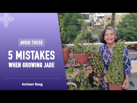 Avoid These 5 Mistakes When Growing Jade | जेड में इन 5 गलतियों से बचें और बनाएं सुंदर शेप्स