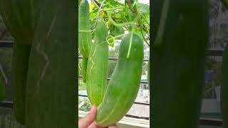 Secrets of Growing Cucumbers With Many Fruits, From A To Z, Harvest After Only 1 Month