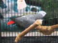 Sprostý papoušek