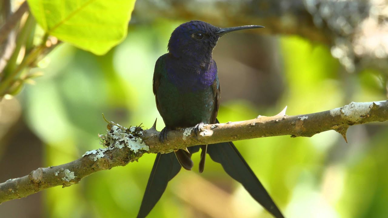 Hummingbird - Swallow-tailed Hummingbird - "Beija-flor-tesoura