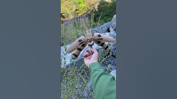 Làm con chuồn chuồn tre cân bằng như thể đang bay