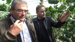 Kapalı Havaların Seraya Etkisi - Dikenli Salatalık Serası - Güneşin Önemi - Gazipaşa