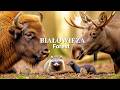 Białowieża Forest in 4K: European Bison, Moose, Raccoon Dog, American Mink, Root Vole
