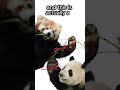 Pandas have FALSE thumbs!🐼🔴🐼#animals #animalfacts #shorts