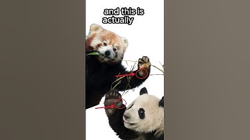 Pandas have FALSE thumbs!🐼🔴🐼#animals #animalfacts #shorts