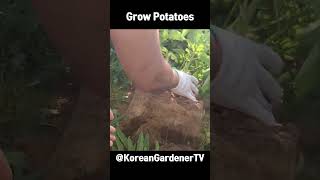 감자 1개를 퇴비봉지에 심으면🥔ㅣpotato growing at home  #grow