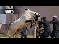 Dera Molvi Safdar Mirwal Teaser - Deadliest Fateh Jang Bulls 2026 - Season 2026 JNTV