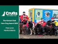 Pete Lewin Newfoundlands - The Kennel Club Hero Dog Award 2022