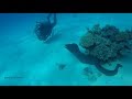 Buceo en Sharm el Sheihk, Mar Rojo, Egipto, Video de Emilio Arévalo