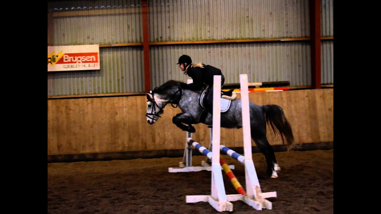 Toby Springning. Youngster Jumping.