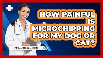 How Painful Is Microchipping For My Dog Or Cat? - PetGuide360.com