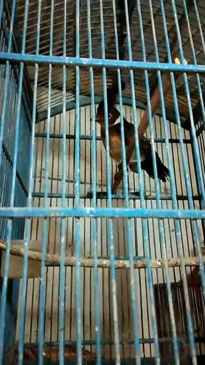 Anakan cililin belajar bunyi, burung yang mulai sulit dicari..