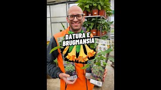 Devil's Trumpet and Angel's Trumpet, Datura and Brugmansia: how to care for them and what the dif...