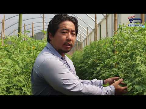 Vídeo: Quais tomates são melhor plantados em estufa: dicas