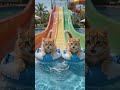 meow meow