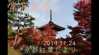 【4K】京都紅葉だより2019 常寂光寺の紅葉です。