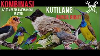 SUARA PIKAT KUTILANG RIBUT KOMBINASI SOGON BETINA MEMANGGIL JANTAN RIBUT BURCIL LAIN NYA 