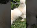Silkie Blanco 🐓 Ave ornamental #Silkie #hen #ayam #gallinas #avesornamentais #pollo #gallosblancos