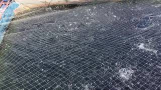 Cage Fish Farming in Lake Victoria