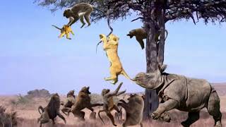 Lion Climb A Tree To Catch Baboon To Save Baby - Buffalo Save Baby From Lion, Elephant vs Buffalo