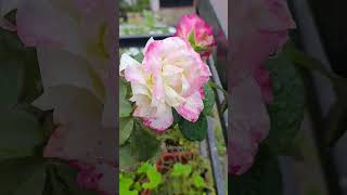 Vizhiyiley Mani Vuzhiyiley  By Ilayaraja Spbsjanaki Nooravathu Nall 198424 Feb