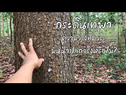 วีดีโอ: ต้นกระถินใบคืออะไร: เคล็ดลับในการปลูกเหนียงใบมีด