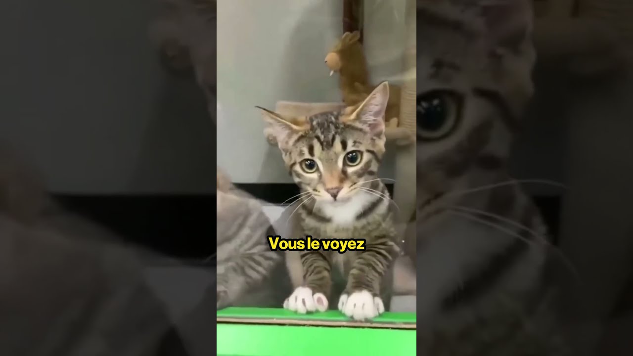 Ce Chat A 0 De QI 