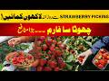 Strawberry Farming Business: Earn Thousands Daily from a Small Strawberry Farm | High Profit