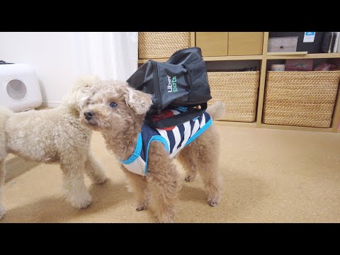パパさん悶絶！ウーバーイーツを頼んだら可愛い犬の配達員が来ましたw【トイプードル】