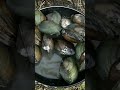 Freshwater pearl mussels countrylife wildlife catch survival nature