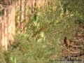 Anthus Cervinus Anthus Cervinus