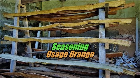 Splitting and Seasoning Bow wood. Osage Orange...