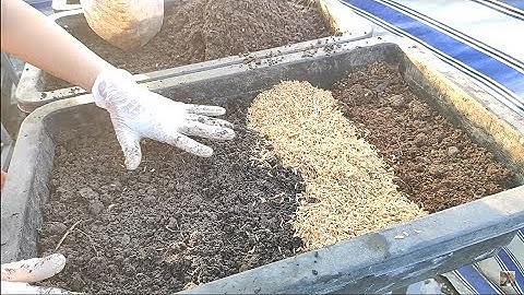 Tái sử dụng đất cũ không bỏ đất không cần phơi nắng trồng liền luôn ( p1 )  | Khoa Hien 367