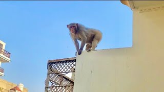 Monkey attacks on Snowy 🐣 Nest || Sparrow diary-4
