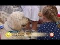 Hunden Livia blev Heddas räddning på sjukhuset - Nyhetsmorgon (TV4)