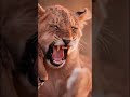 Where power meets tenderness. The pride, the protector, and the future-a quiet moment in the wild...