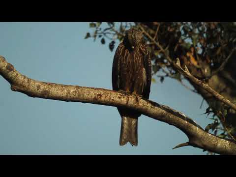 ძერა - black kite - milvus migrans migrans