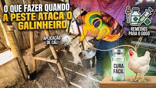 MINHAS GALINHAS ESTAVAM MORRENDO : EU CONSEGUI SALVAR 