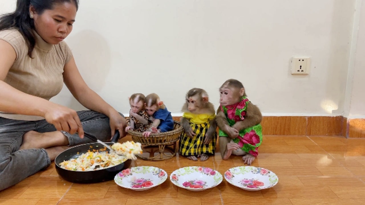 Four Sister Mokeys Sit Curiously To Eating Fried Rice