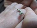 A Quick Guide To Mourning Geckos (Lepidodactylus lugubris)