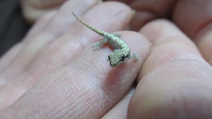 Guia Rápido para Mourning Geckos em Cativeiro