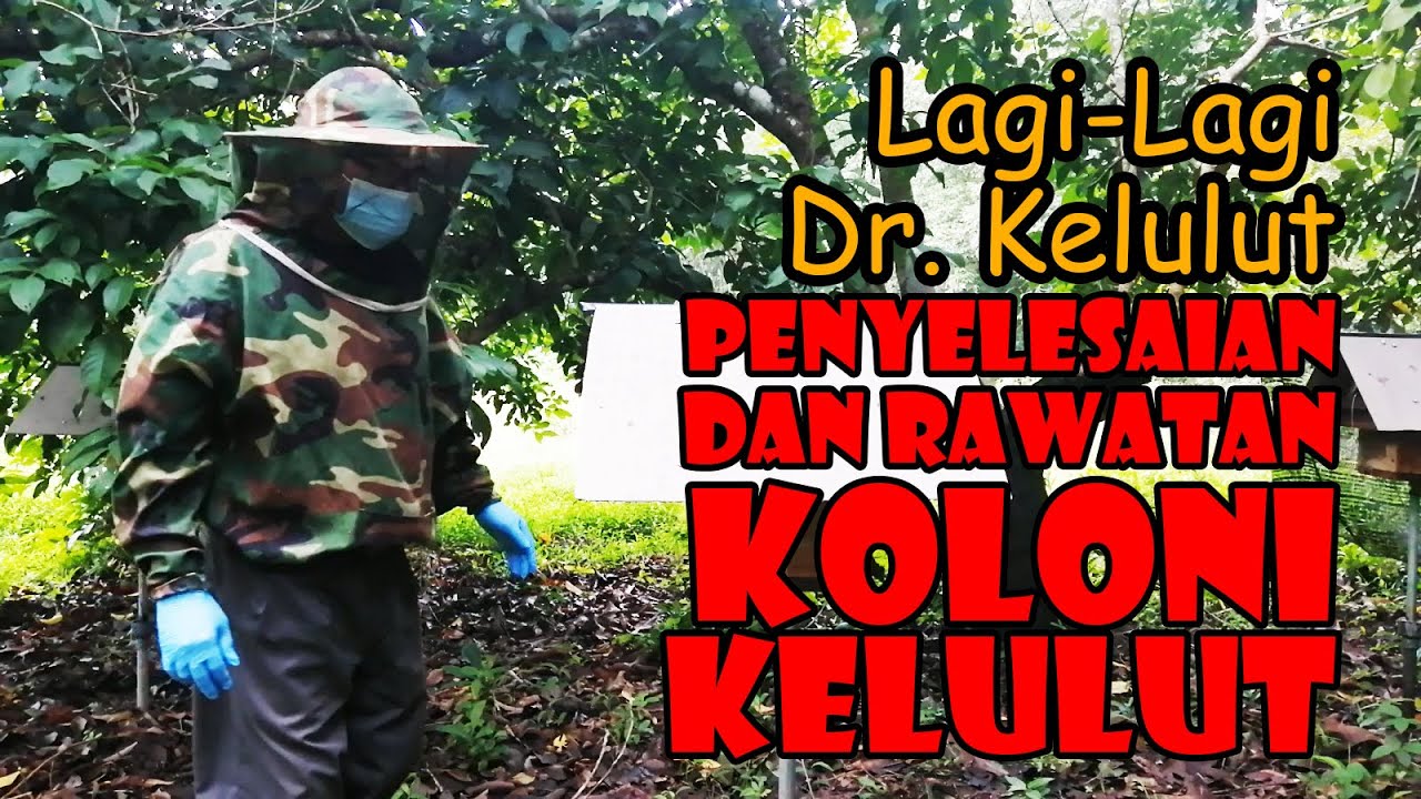 Penyelesaian Dan Rawatan Koloni Kelulut Lemah Youtube