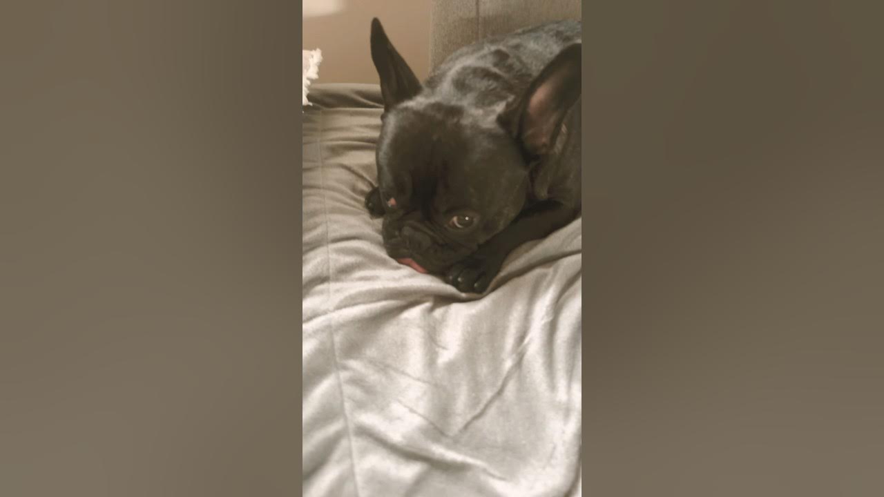 French Bulldog Cranky Grinch YouTube