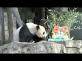 view Giant Panda 50th Pandaversary Celebration at the Smithsonian&apos;s National Zoo digital asset number 1