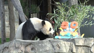 Giant Panda 50th Pandaversary Celebration  at the Smithsonian's National Zoo