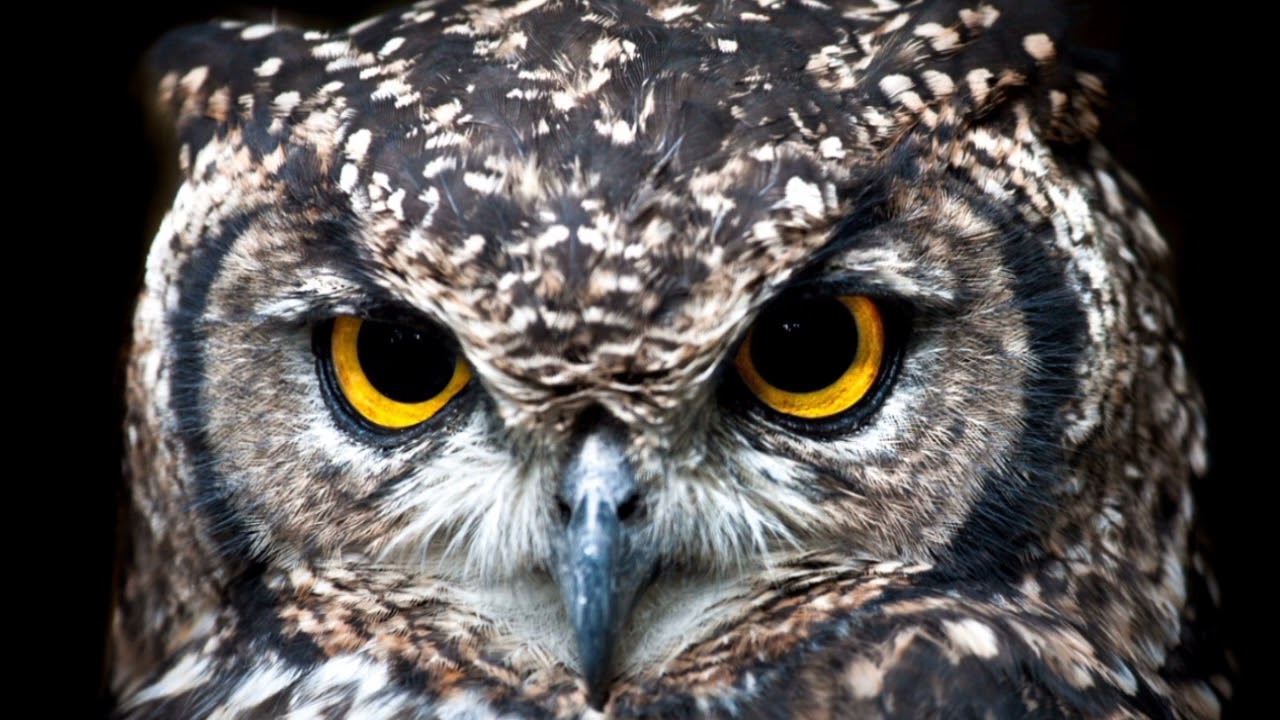 owl sound effects YouTube