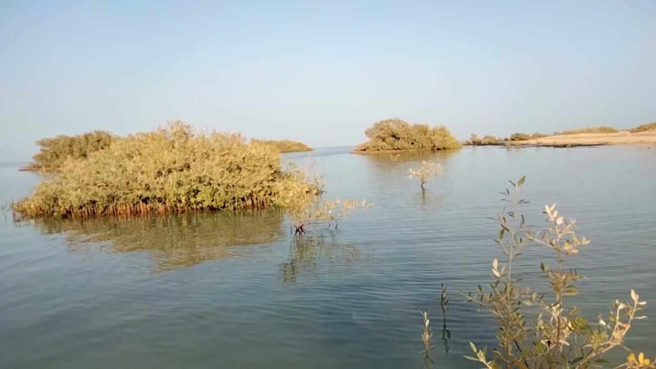 أشجار المانجروف ومعلومات شيقة وهامة عنها